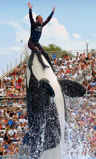 Orca Whale "Shamu" rises out of the water with performer on his nose and enthusiastic crowd behind